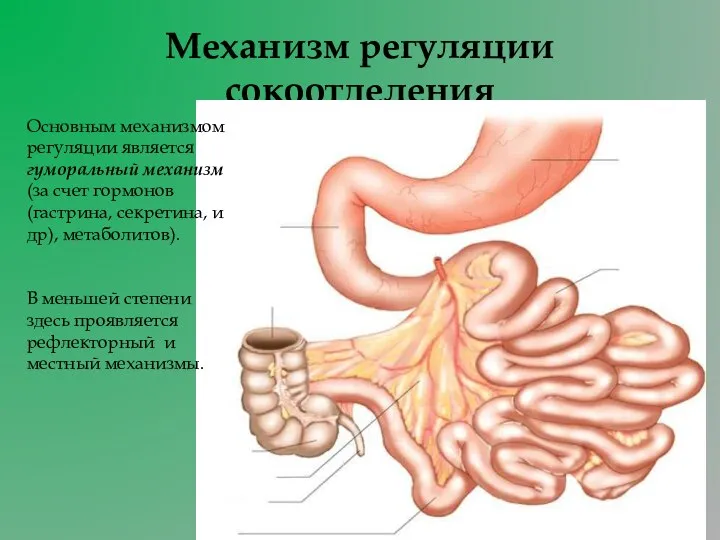 Механизм регуляции сокоотделения Основным механизмом регуляции является гуморальный механизм (за счет гормонов