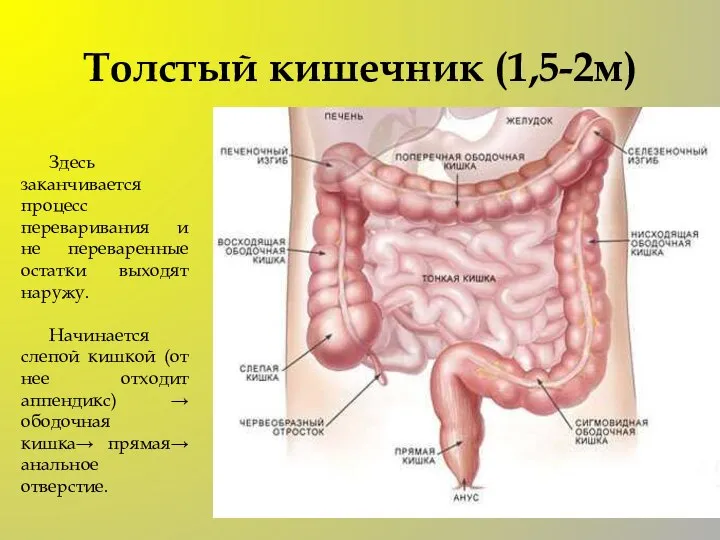 Толстый кишечник (1,5-2м) Здесь заканчивается процесс переваривания и не переваренные остатки выходят