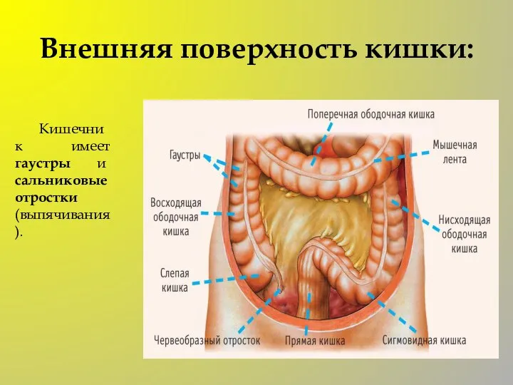 Внешняя поверхность кишки: Кишечник имеет гаустры и сальниковые отростки (выпячивания).