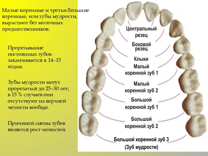 Малые коренные и третьи большие коренные, или зубы мудрости, вырастают без молочных