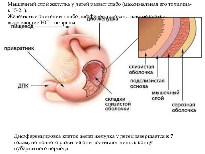 Мышечный слой желудка у детей развит слабо (максимальная его толщина- к 15-2г.).
