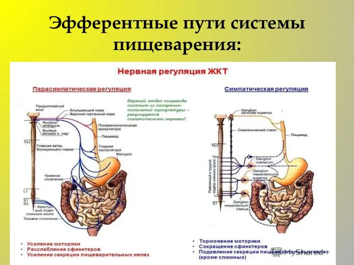 Эфферентные пути системы пищеварения: