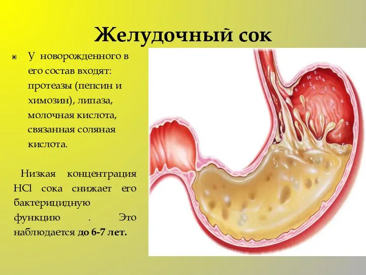 Желудочный сок У новорожденного в его состав входят: протеазы (пепсин и химозин),