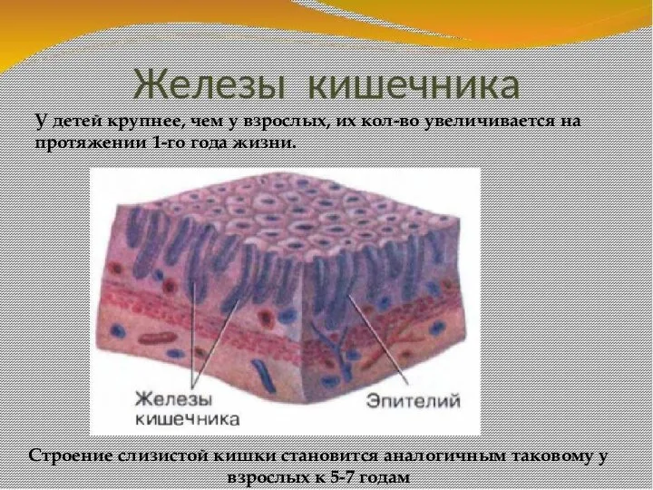 У детей крупнее, чем у взрослых, их кол-во увеличивается на протяжении 1-го