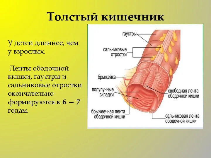 Толстый кишечник У детей длиннее, чем у взрослых. Ленты ободочной кишки, гаустры