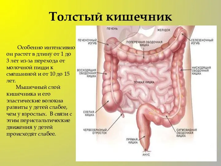 Толстый кишечник Особенно интенсивно он растет в длину от 1 до 3