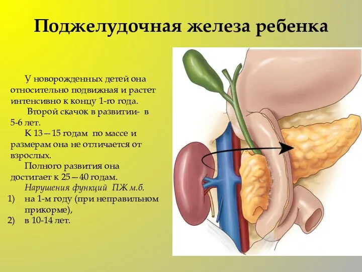 Поджелудочная железа ребенка У новорожденных детей она относительно подвижная и растет интенсивно