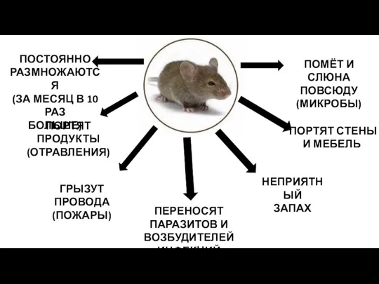 ПОСТОЯННО РАЗМНОЖАЮТСЯ (ЗА МЕСЯЦ В 10 РАЗ БОЛЬШЕ) ПОРТЯТ ПРОДУКТЫ (ОТРАВЛЕНИЯ) ГРЫЗУТ