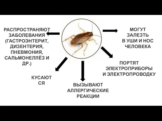 РАСПРОСТРАНЯЮТ ЗАБОЛЕВАНИЯ (ГАСТРОЭНТЕРИТ, ДИЗЕНТЕРИЯ, ПНЕВМОНИЯ, САЛЬМОНЕЛЛЁЗ И ДР.) ВЫЗЫВАЮТ АЛЛЕРГИЧЕСКИЕ РЕАКЦИИ КУСАЮТСЯ