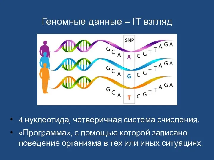 4 нуклеотида, четверичная система счисления. «Программа», с помощью которой записано поведение организма