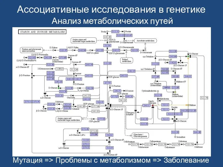 Анализ метаболических путей Мутация => Проблемы с метаболизмом => Заболевание Ассоциативные исследования в генетике