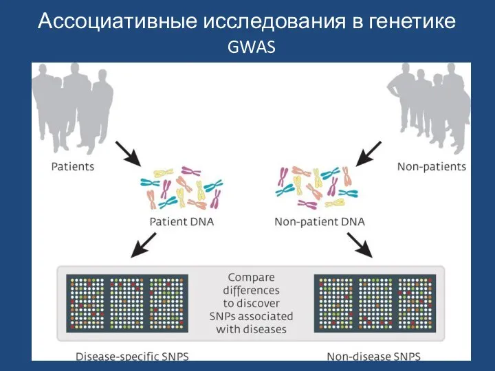 GWAS Ассоциативные исследования в генетике