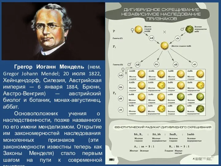 Грегор Иоганн Мендель (нем. Gregor Johann Mendel; 20 июля 1822, Хейнцендорф, Силезия,