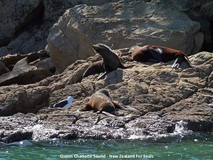 Queen Charlotte Sound - New Zealand Fur Seals