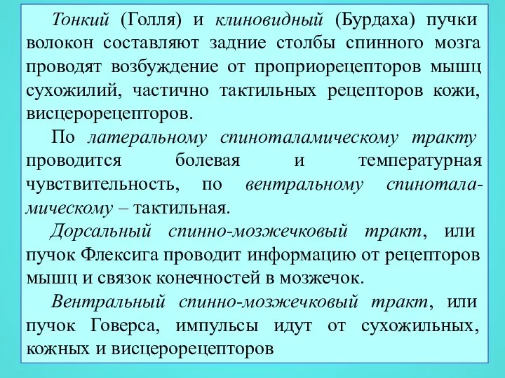 Тонкий (Голля) и клиновидный (Бурдаха) пучки волокон составляют задние столбы спинного мозга