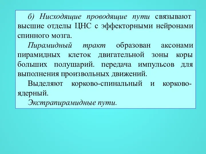 б) Нисходящие проводящие пути связывают высшие отделы ЦНС с эффекторными нейронами спинного