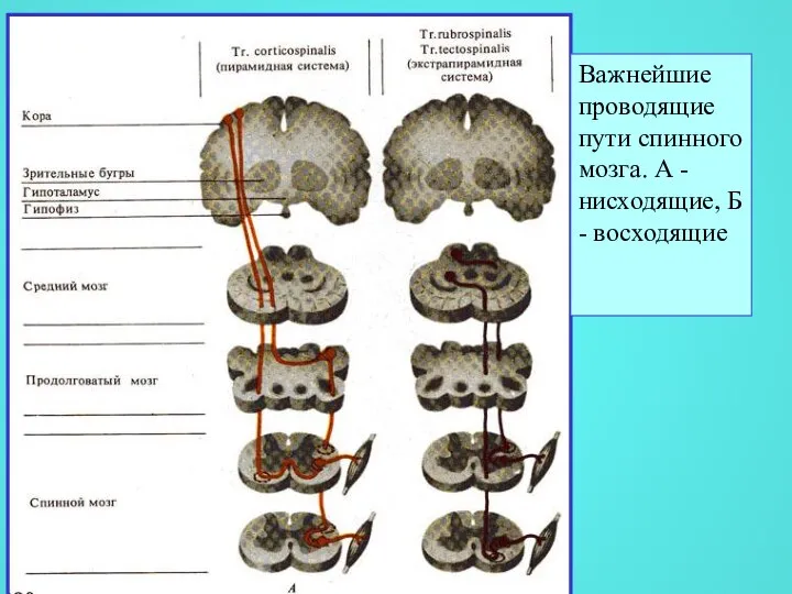 Важнейшие проводящие пути спинного мозга. А - нисходящие, Б - восходящие