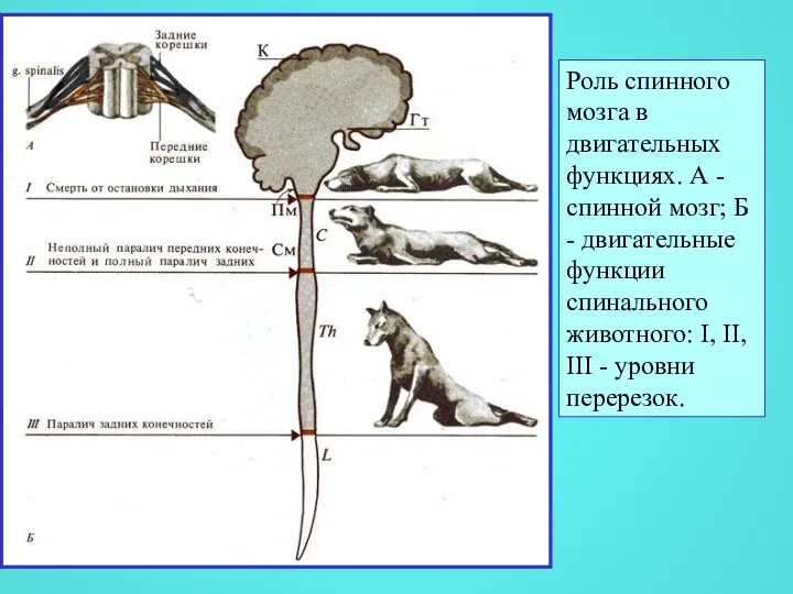 Роль спинного мозга в двигательных функциях. А - спинной мозг; Б -