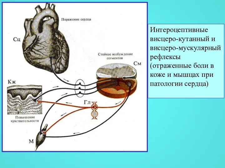 Интероцептивные висцеро-кутанный и висцеро-мускулярный рефлексы (отраженные боли в коже и мышцах при патологии сердца)