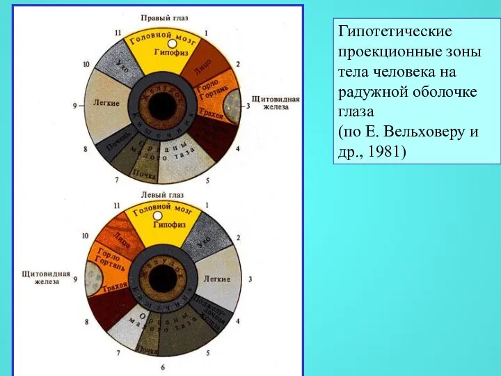 Гипотетические проекционные зоны тела человека на радужной оболочке глаза (по Е. Вельховеру и др., 1981)