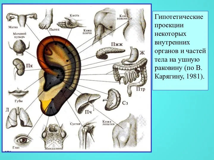 Гипотетические проекции некоторых внутренних органов и частей тела на ушную раковину (по В. Карягину, 1981).