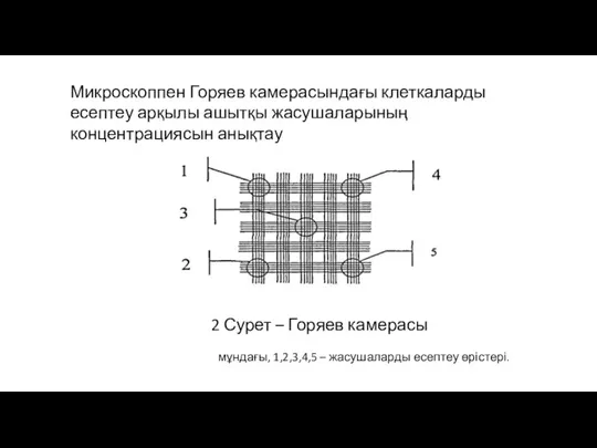 2 Сурет – Горяев камерасы Микроскоппен Горяев камерасындағы клеткаларды есептеу арқылы ашытқы