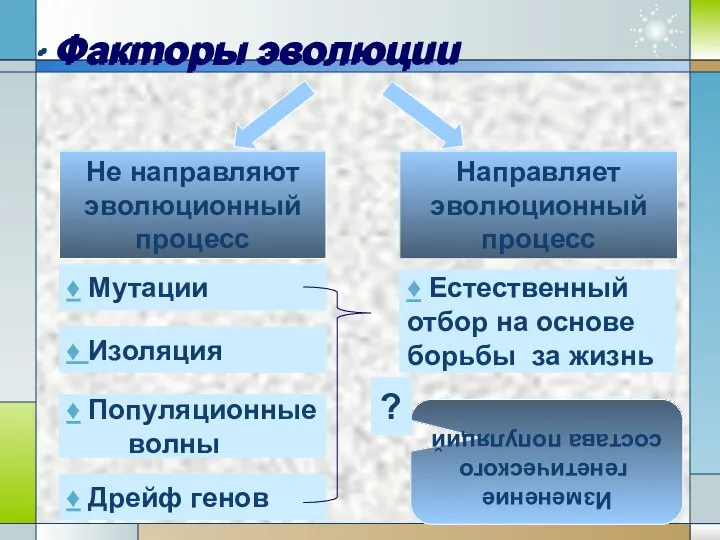 ∙ Факторы эволюции Не направляют эволюционный процесс Направляет эволюционный процесс ♦ Мутации