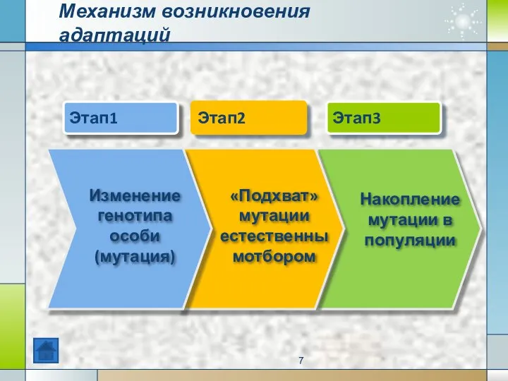 Механизм возникновения адаптаций Этап1 Этап3 Этап2 «Подхват» мутации естественнымотбором Накопление мутации в