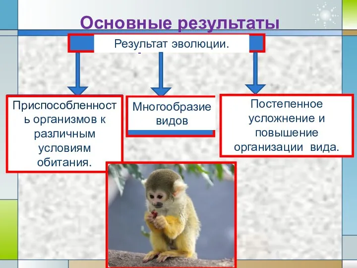 Основные результаты макроэволюции. Результат эволюции. Приспособленность организмов к различным условиям обитания. Многообразие