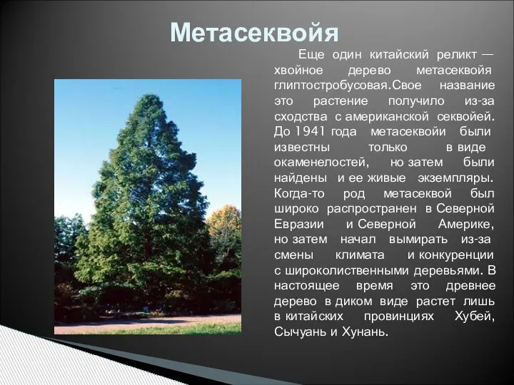 Еще один китайский реликт — хвойное дерево метасеквойя глиптостробусовая.Свое название это растение