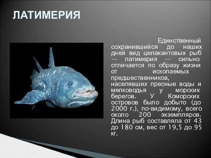 Единственный сохранившийся до наших дней вид целакантовых рыб — латимерия — сильно