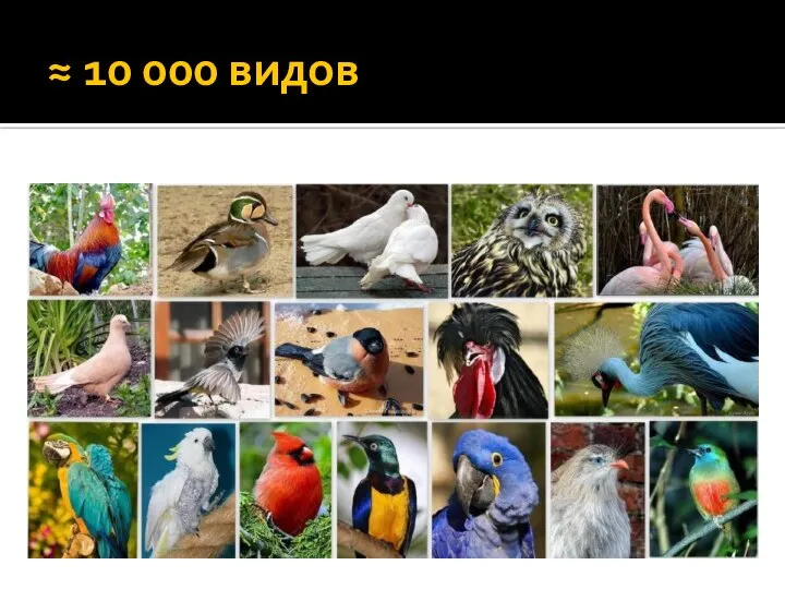 ≈ 10 000 видов