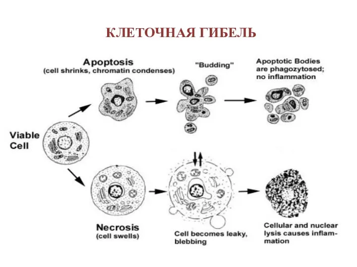 КЛЕТОЧНАЯ ГИБЕЛЬ