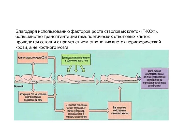 Благодаря использованию факторов роста стволовых клеток (Г-КСФ), большинство трансплантаций гемопоэтических стволовых клеток