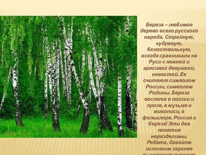 Береза – любимое дерево всего русского народа. Стройную, кудрявую, белоствольную, всегда сравнивали