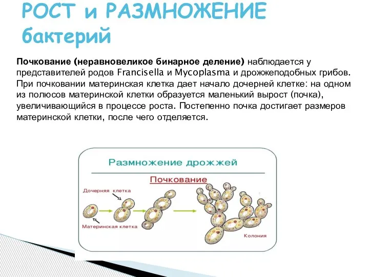 РОСТ и РАЗМНОЖЕНИЕ бактерий Почкование (неравновеликое бинарное деление) наблюдается у представителей родов