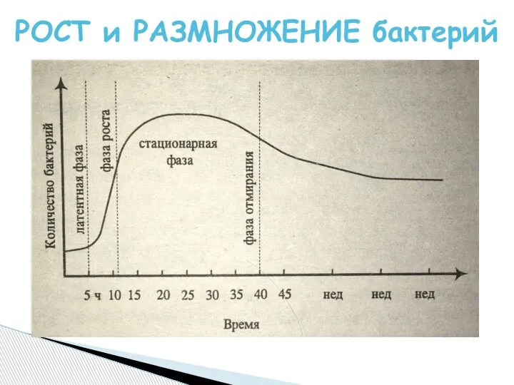 РОСТ и РАЗМНОЖЕНИЕ бактерий