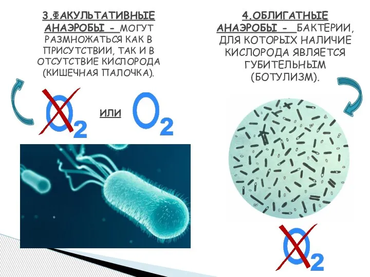 3.ФАКУЛЬТАТИВНЫЕ АНАЭРОБЫ - МОГУТ РАЗМНОЖАТЬСЯ КАК В ПРИСУТСТВИИ, ТАК И В ОТСУТСТВИЕ