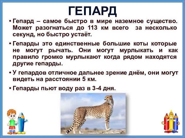 Гепард – самое быстро в мире наземное существо. Может разогнаться до 113