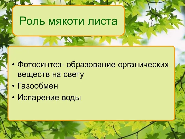 Роль мякоти листа Фотосинтез- образование органических веществ на свету Газообмен Испарение воды