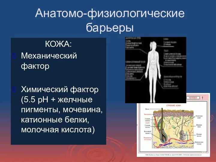 Анатомо-физиологические барьеры КОЖА: Механический фактор Химический фактор (5.5 рН + желчные пигменты,