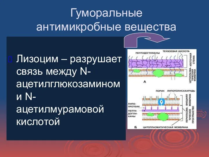 Гуморальные антимикробные вещества Лизоцим – разрушает связь между N-ацетилглюкозамином и N-ацетилмурамовой кислотой