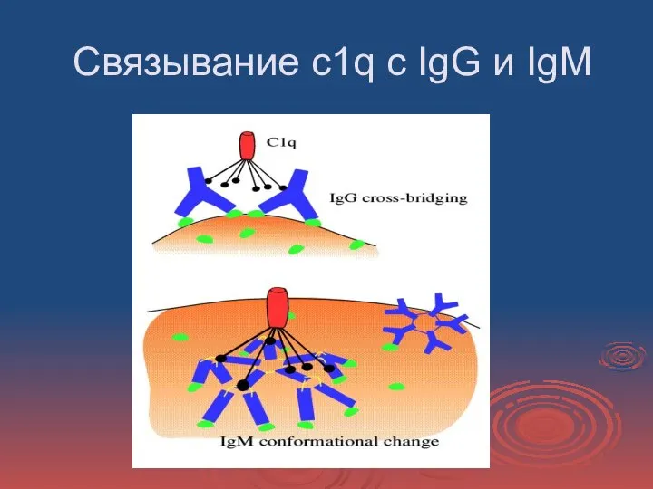 Связывание с1q с IgG и IgM