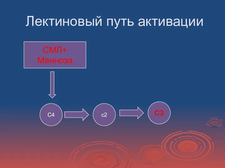 Лектиновый путь активации СМЛ+ Манноза С4 с2 С3