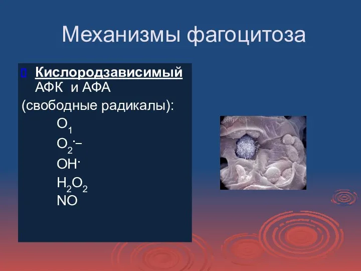 Механизмы фагоцитоза КислородзависимыйАФК и АФА (свободные радикалы): О1 О2._ ОН. Н2О2 NO