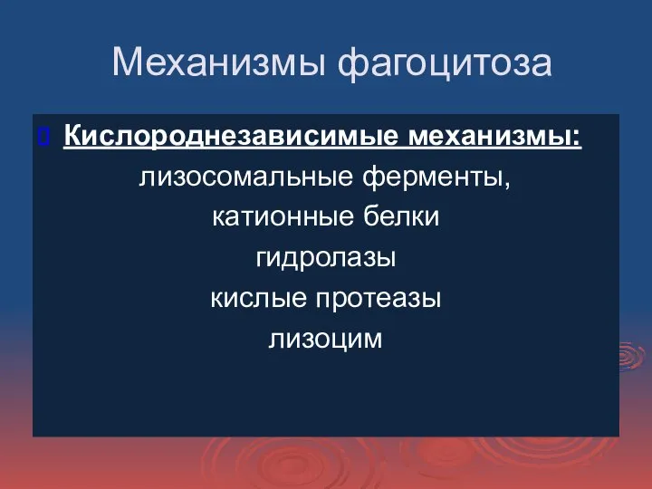 Механизмы фагоцитоза Кислороднезависимые механизмы: лизосомальные ферменты, катионные белки гидролазы кислые протеазы лизоцим