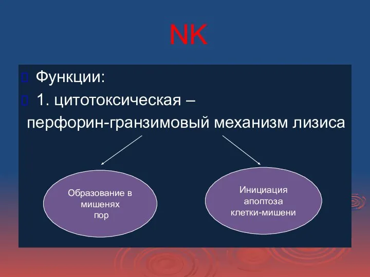 NK Функции: 1. цитотоксическая – перфорин-гранзимовый механизм лизиса Образование в мишенях пор Инициация апоптоза клетки-мишени