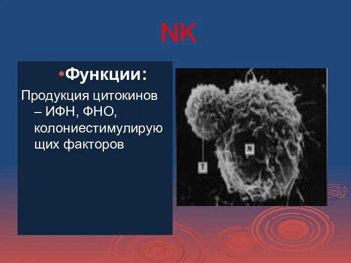 NK Функции: Продукция цитокинов – ИФН, ФНО, колониестимулирующих факторов