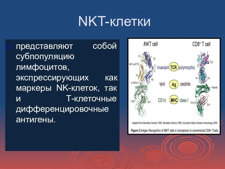 NKT-клетки представляют собой субпопуляцию лимфоцитов, экспрессирующих как маркеры NK-клеток, так и Т-клеточные дифференцировочные антигены.