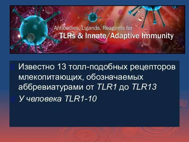 Известно 13 толл-подобных рецепторов млекопитающих, обозначаемых аббревиатурами от TLR1 до TLR13 У человека ТLR1-10